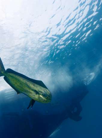 Getting to La Paz - Sportfishing in La Paz