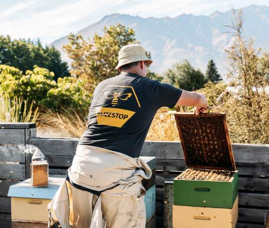 A bee keeper collecting honey with view of the Remarkables mountains in the background