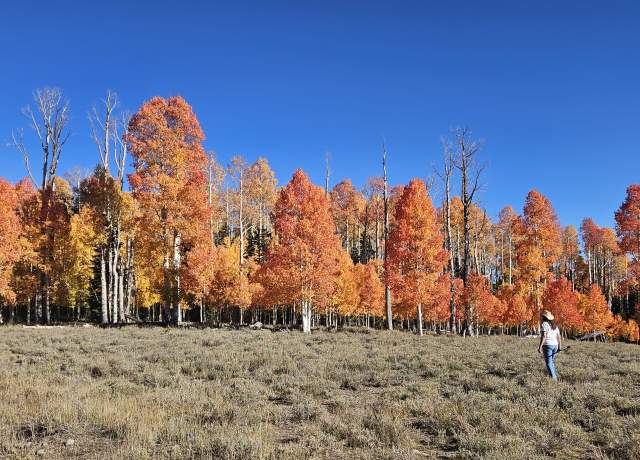 Person walking through a meadow toward a grove of bright orange and yellow aspen trees under a clear blue sky