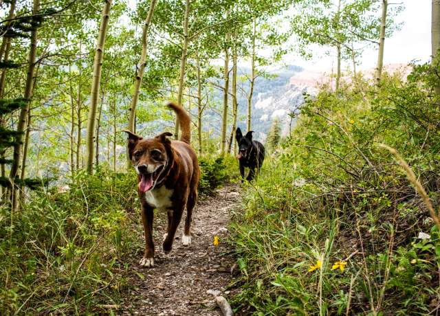 Two dogs runing down a thin dirt trail surrounded by green grass and bright aspen trees with a red rock formation in the background.