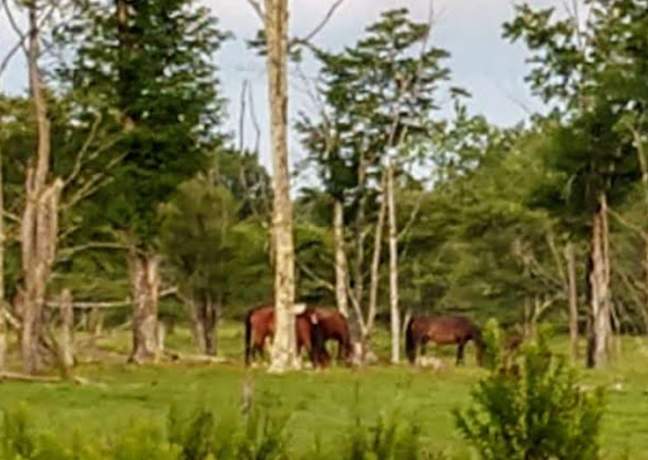 Seven springs horse camp discount