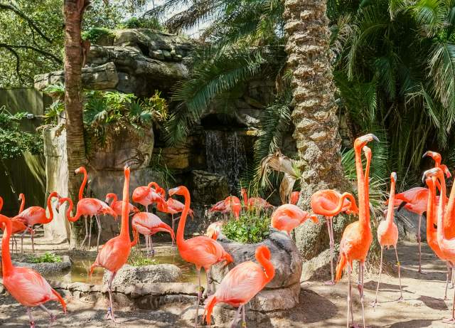 pink flamingos at the audubon zoo