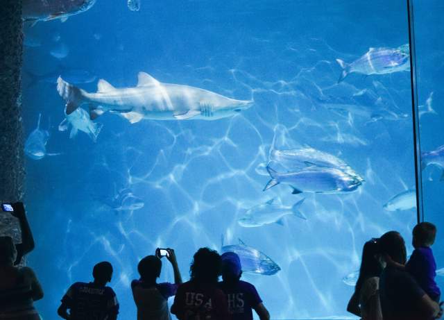 Audubon Aquarium