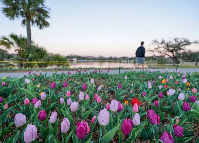 Big Lake at New Orleans City Park - Tulips at Sunset