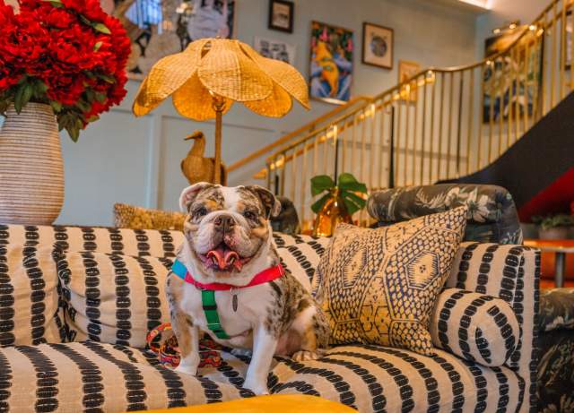 Dog-Friendly Guide to New Orleans