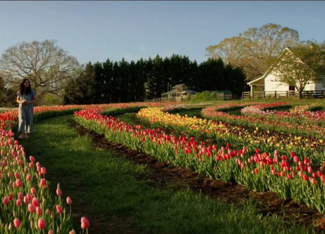 Tulip U-Pick Five Blossoms Farm