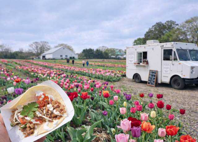Tulips & Tacos