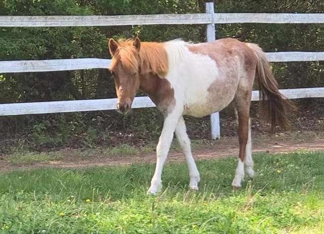 Hooves and Hops at Lake Wylie Brewery (Meet a baby horse)