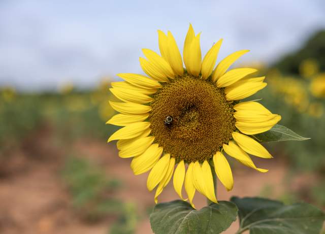 Discover the Sunflower Fields in York County