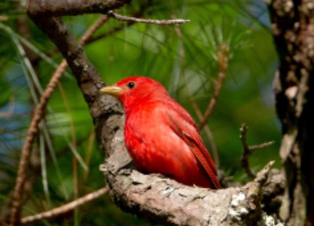 Bird Walk at Catawba Bend