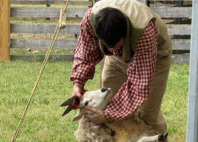 Living History Saturday—Sheep Shearing Day