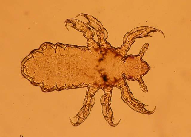 Wonderfully Weird Wednesdays: Parasite Pals