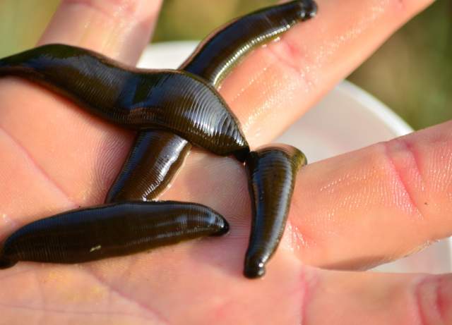 Wonderfully Weird Wednesdays: Swimming with aquatic Blood-Feeders