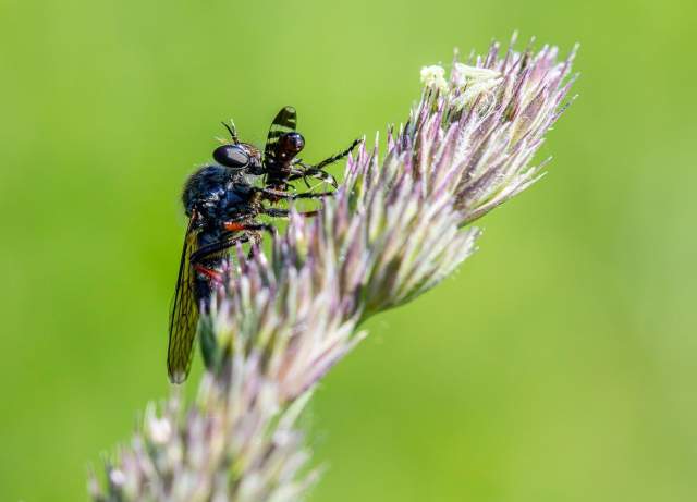 Wonderfully Weird Wednesdays: Creepy Crawlies
