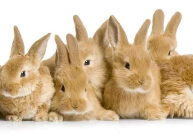 Country Critters 4-H Club: BUNNIES, BUNNIES, BUNNIES!