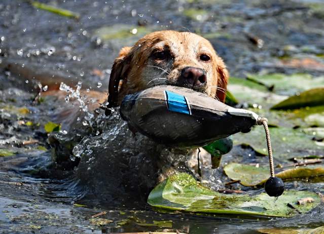 78th Pte. Mouillee Waterfowl Festival