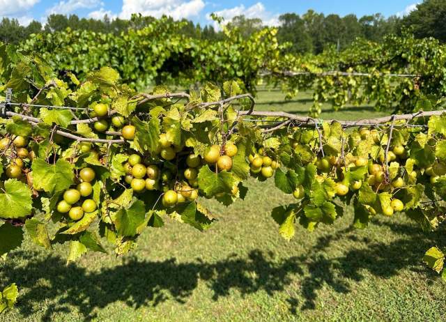 Morgan Creek Vineyards and Winery