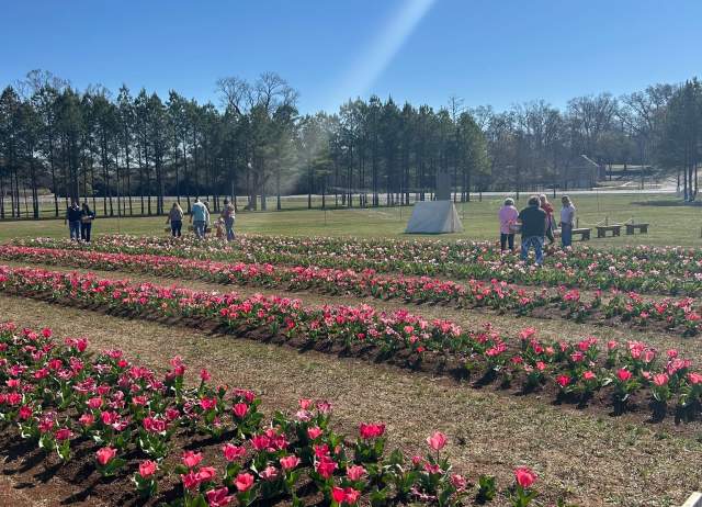 Festival of Tulips