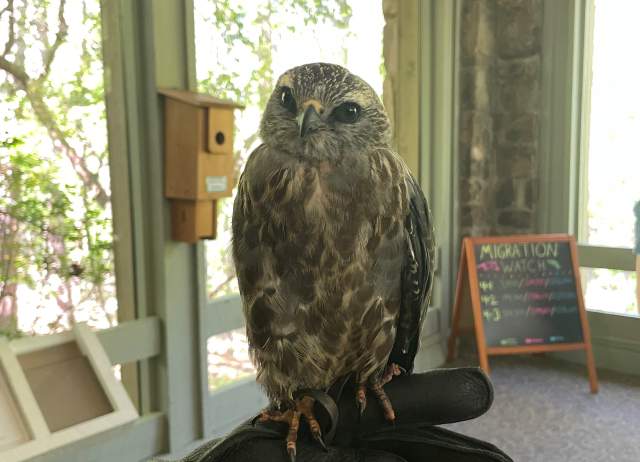 Alabama Wildlife Center