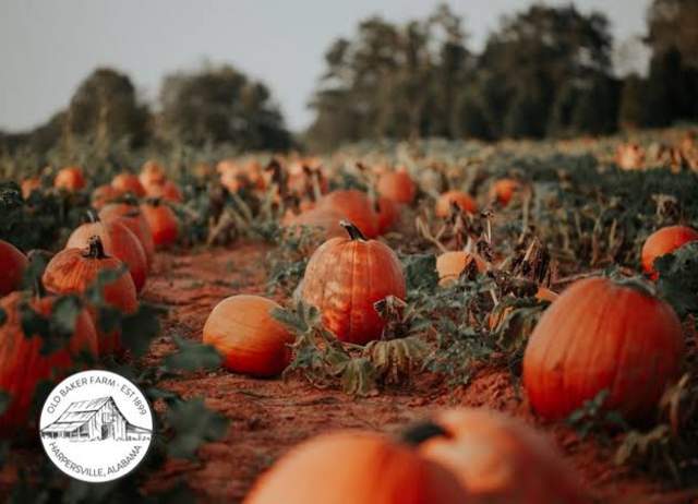 Old Baker Farm Pumpkin Patch