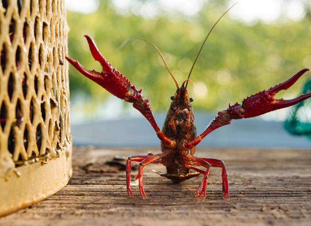 Crawfish with open arms