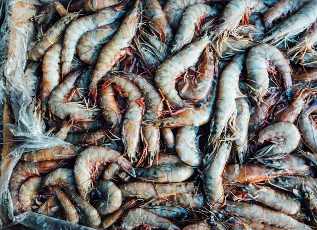 Shrimp