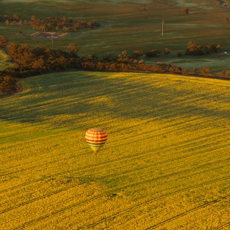 Hot Air Balloon over canola fields in Northam