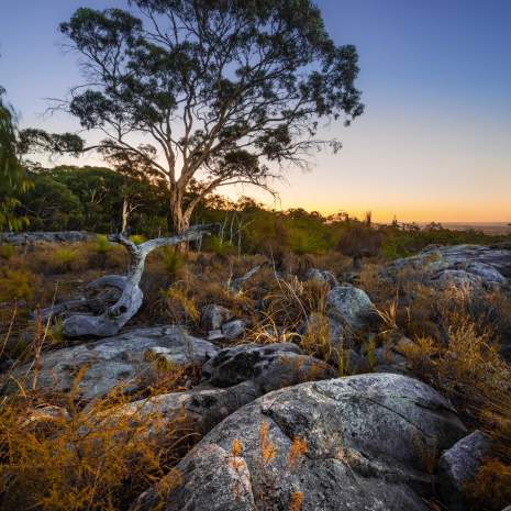 Eucalyptus Wandoo in Kalamunda, Perth Hills