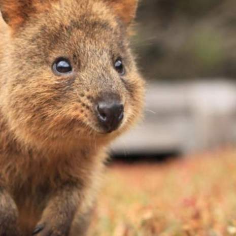 Quokka