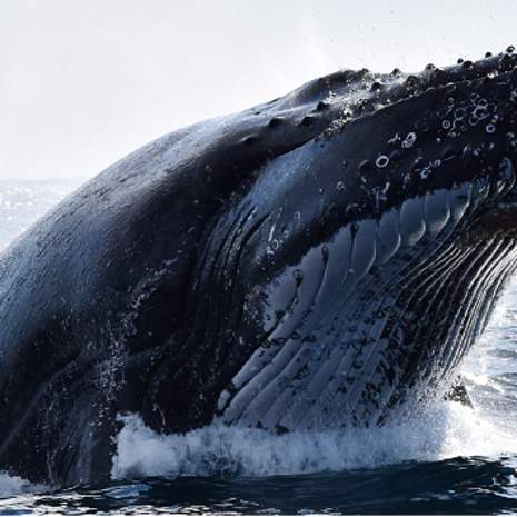 A humpback whale near Perth