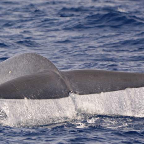 Blue Whale Watching