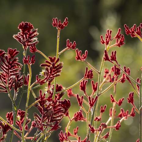 Red Kangaroo Paw Wildflowers Cockburn