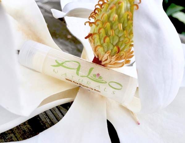 aloe vera klein Aloe Vera kaufen – Mein schöner Garten Shop main image 1