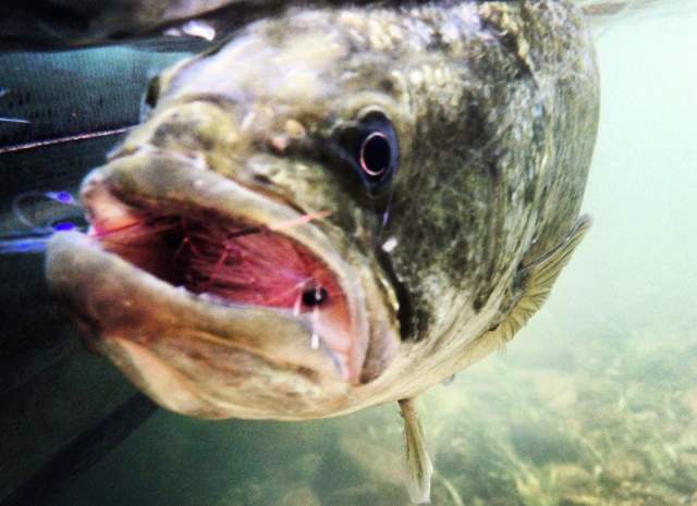 Tangent Outfitters - Pembroke