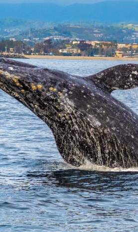 gray whale