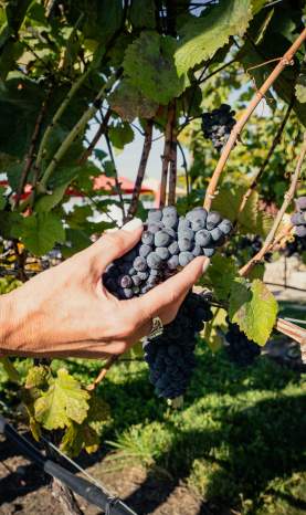 Grape Bunch at SpearHead Winery