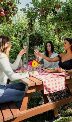 Picnic Wine Cider Tasting in the Apple Tree Orchard at The View Winery 1