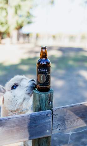 Soma Craft Cidery - Bottle of Cider
