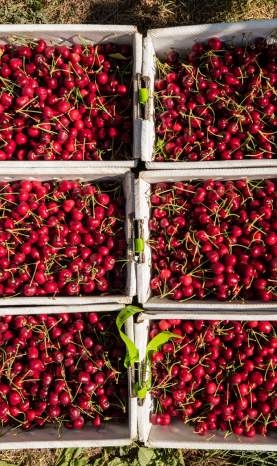 Boxes of Cherries