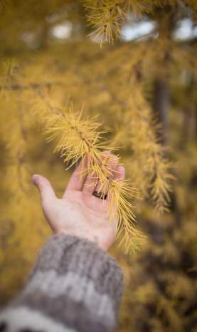 Golden Larch Tree