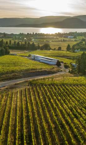 Tantalus Vineyards-Panorama Vineyard View (2)