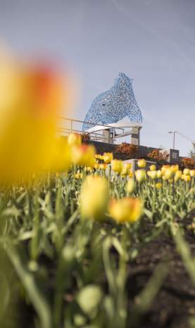 Stuart_Park_Bear_Sculpture_with_Tulips