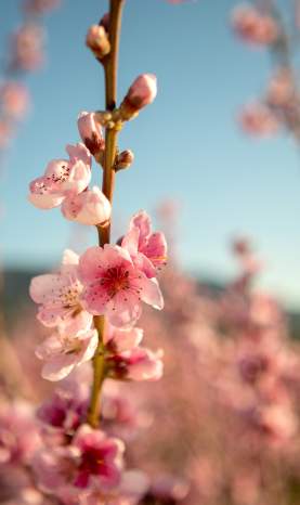 Close_Up_of_Pink_Blossoms_on_a_Tree_Branch_with_Soft_Focus_Background_and_Blue_Sky
