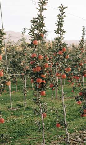 Rows_of_Apple_Trees_Full_of_Apples_1