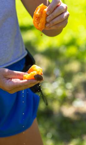 Close_Up_of_Freshly_Picked_Apricot_Being_Split_Open_in_Orchard