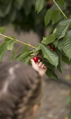 Sun City Cherries