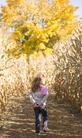 McMillan Farms Corn Maze