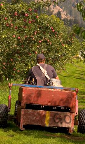 Harvesting apples in the orchard at Gatzke's Farm Market, Lake Country, BC