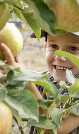 Child Picking Apples at Davison Orchards