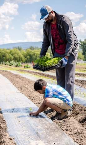 Jas and his son, Harkirat, planting in the fields